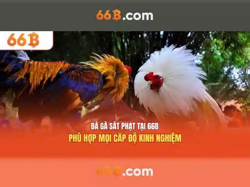 66b: khái niệm và ứng dụng