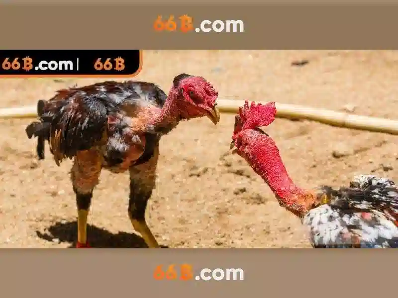 66b: Tong quan va tac dong