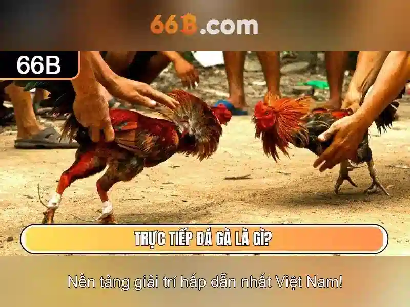 rút tiền 66b: Khám phá sức mạnh aurora 64b/66b